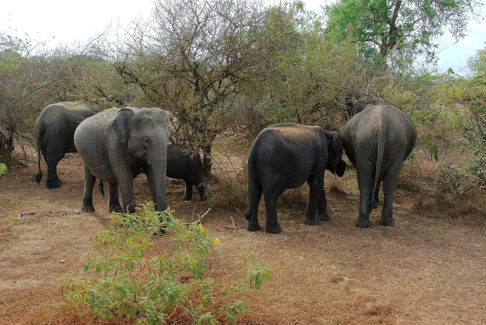 Udawalawe National Park
